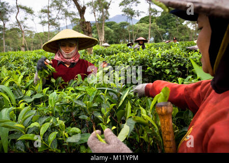 Indonesien. Lawang. Insel: Java. Wonosari Tee Immobilien. Frauen Kommissionierung Teeblätter auf der Plantage. Stockfoto