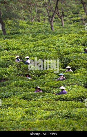 Indonesien. Lawang. Insel: Java. Wonosari Tee Immobilien. Frauen arbeiten an Tee Plantage, Kommissionierung Teeblätter. Stockfoto