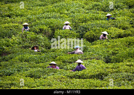 Indonesien. Lawang. Insel: Java. Wonosari Tee Immobilien. Frauen arbeiten an Tee Plantage, Kommissionierung Teeblätter. Stockfoto