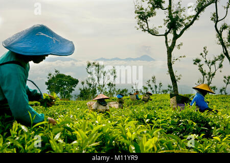 Indonesien. Lawang. Insel: Java. Wonosari Tee Immobilien. Kommissionierung Teeblätter auf der Plantage. Stockfoto