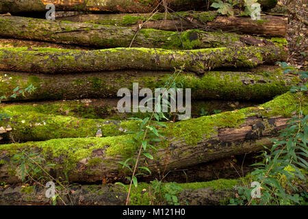 Deutschland, Köln, Holz der Wahner Heide, Moos auf Baumstämmen. Deutschland, Koeln, Wald in der Wahner Heide, Moos mit baumstaemmen. - Stockfoto