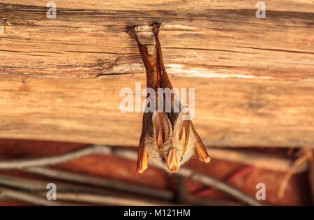 Die gelb-winged bat ist eine von fünf Arten der falsche Vampir Fledermaus aus Afrika. Stockfoto
