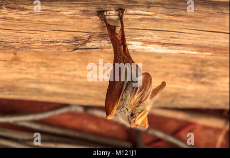 Die gelb-winged bat ist eine von fünf Arten der falsche Vampir Fledermaus aus Afrika. Stockfoto