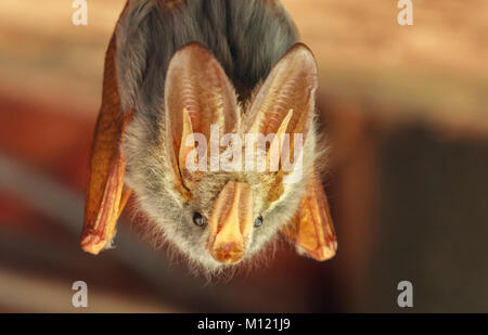 Die gelb-winged bat ist eine von fünf Arten der falsche Vampir Fledermaus aus Afrika. Stockfoto