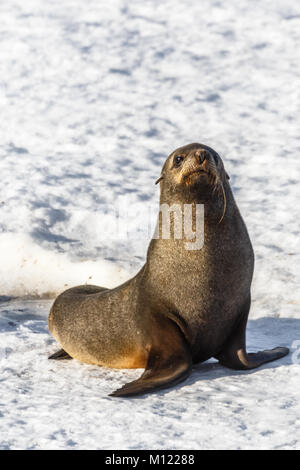 Lustig Fell Dichtung sitzen auf dem Schnee Strand Half Moon Island, Antarktis Stockfoto