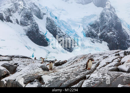 Gentoo pengins Wandern auf dem Schnee mit blauen Gletscher im Hintergrund, port Charcot, Stand Island, Antarktische Halbinsel Stockfoto