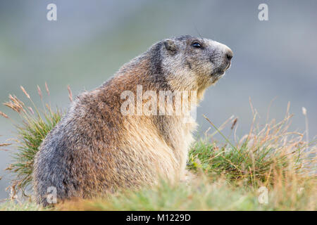 Murmeltier (Marmota) sitzt aufmerksam in einer Wiese, Großglockner, Kärnten, Österreich Stockfoto