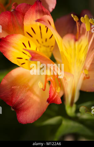 Inkalilie Lilie in voller Blüte Stockfoto