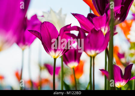Bunte Tulpen, Überlingen, Bodensee, Baden-Württemberg, Deutschland Stockfoto