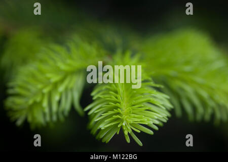 Nahaufnahme der grünen Nadeln einer Tanne Stockfoto