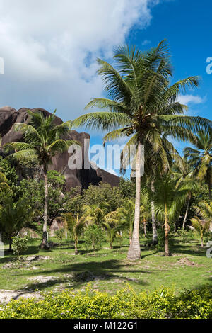 Palm Grove vor Granitfelsen, La Digue, Seychellen Stockfoto