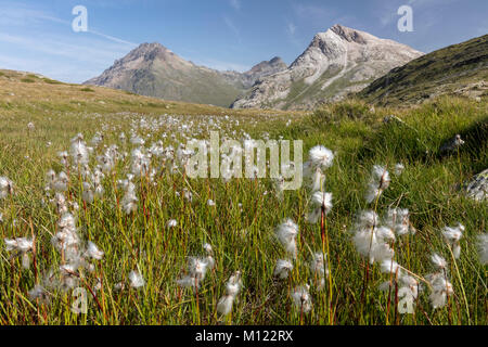 Woolgrass (Eriophorum scheuchzeri) in Lej Pitschen, dahinter Piz Lagalb, Berninapass, Kanton Graubünden, Schweiz Stockfoto