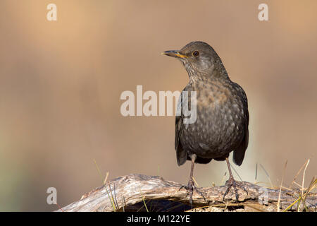 Amsel (Turdus merula), Weibliche, Tirol, Österreich Stockfoto