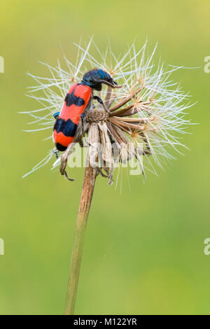 Bee Käfer (Trichodes apiarius), Burgenland, Österreich Stockfoto