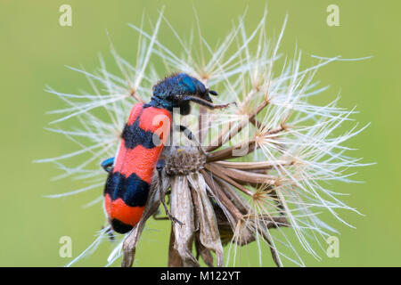 Bee Käfer (Trichodes apiarius), Burgenland, Österreich Stockfoto