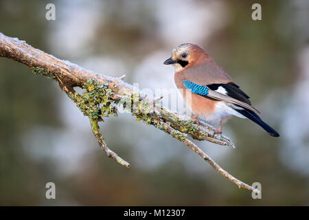 Eurasischen Eichelhäher (Garrulus glandarius) sitzt auf Zweig mit Flechten, Tirol, Österreich Stockfoto