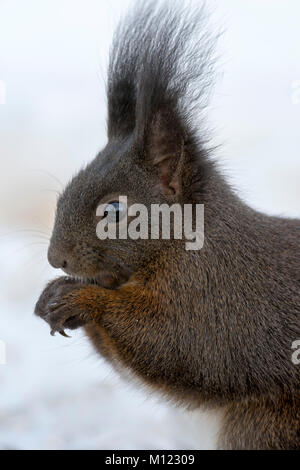 Eurasischen Eichhörnchen (Sciurus vulgaris), Tier Portrait, Winterfütterung, Schwaz, Tirol, Österreich Stockfoto