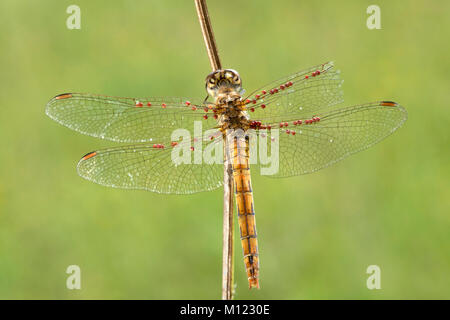 Gemeinsame Darter (Sympetrum striolatum) auf Blade, mit einem Befall von Milben (Hydrachnidiae), Burgenland, Österreich Stockfoto