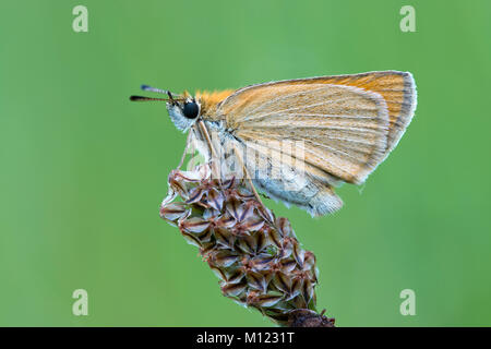 Essex skipper (Thymelicus Lineola) auf Blume, Tirol, Österreich Stockfoto