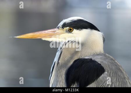 Graureiher (Ardea cinerea), Porträt, Zug, Schweiz Stockfoto