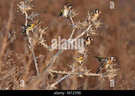 Goldfinch Herde auf thisle Stockfoto