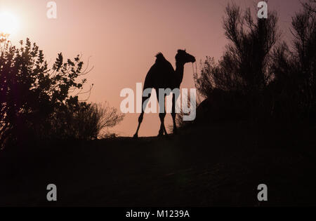 Rajasthan - Jaipur - Wüstensafari mit Kamelen bei Sonnenuntergang Stockfoto