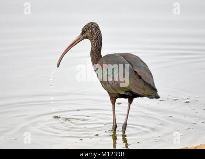 Hochglanz-Ibis, Plegadis falcinellus, Wasser trinken Stockfoto