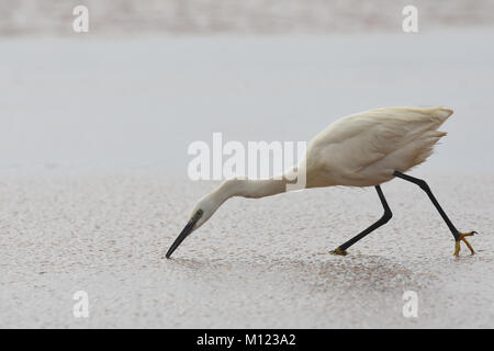Silberreiher, Egretta garzetta, jagt Stockfoto