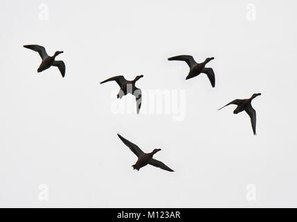 Northern shoveler (Spatula clypeata) Herde fliegen, Silhouette Stockfoto