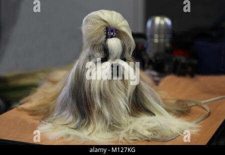 Schoßhund mit der Frisur sitzt auf dem Tisch Stockfoto