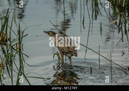 Rohrdommel zu Fuß aus dem Schilf Stockfoto