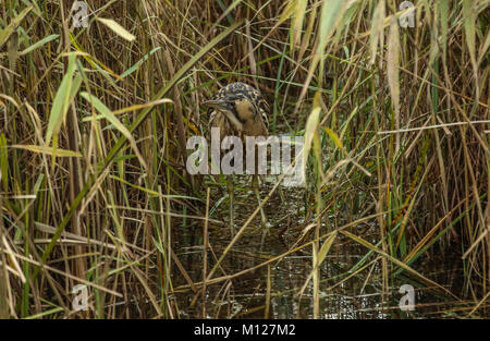 Rohrdommel zu Fuß aus dem Schilf Stockfoto