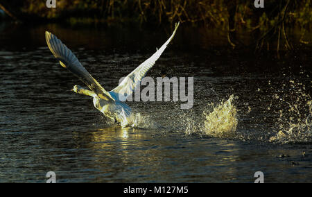 Schwan vom Fluss Stockfoto