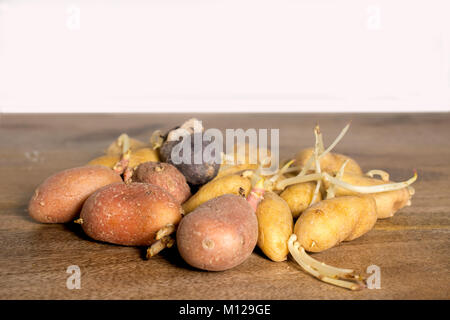 Alt keimende Kartoffeln beginnen auf hölzernen Tisch gegen weiße Wand mit vielen copyspace Stockfoto