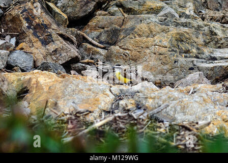 Lonely Yellow Bird stehend über Meer Felsen und Wald. Kiskadee schopftyrann in Punta del Este Stockfoto