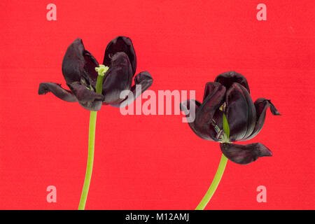 Detail der dunkel violett getrocknet Tulpen im roten Hintergrund. Stockfoto