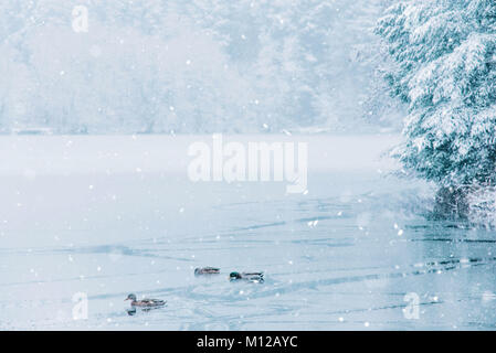 Winterlandschaft von Enten und ein halb zugefrorenen See. Stockfoto