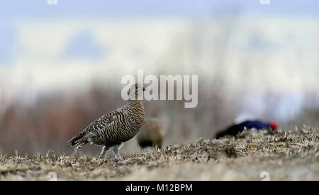 Sunrise Portrait von weiblichen Birkhuhn (Tetrao tetrix). Feder. Russland Stockfoto