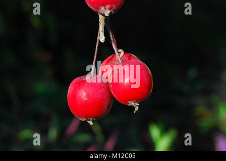 Nahaufnahme von drei rote Krabbe Äpfel hängen von Baum im Herbst Licht Stockfoto