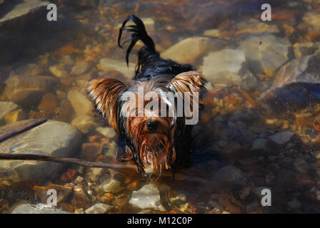 Yorkshire Terrier mit big stick im flachen Wasser am Rand des Behälters Stockfoto