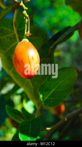 Yorkshire Terrier mit big stick im flachen Wasser am Rand des Behälters Stockfoto