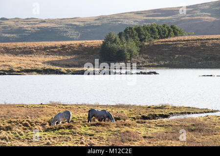 Pferde auf Oorid Lough, Co Galway, Irland Stockfoto