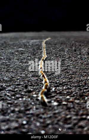 Kiefer processionary Larven auf charakteristische Weise. Stockfoto
