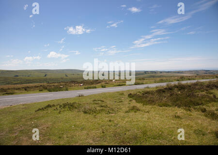 Schafe und Lämmer auf Exmoor Devon England Stockfoto