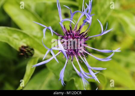 Single Kornblume, Bachelor Taste Blume Nahaufnahme Stockfoto