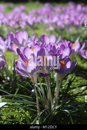 Eine Gruppe von schönen lila Krokusse Blumen, Gegenlicht der Sonne im Frühling. Stockfoto