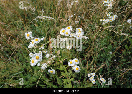 Wild Mais Kamille' Anthemis arvensis' in London Park an einem sonnigen Tag Stockfoto