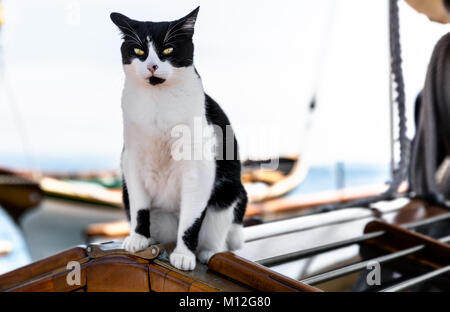 Die Katze auf dem Segelboot. Close Up, selektive konzentrieren. Traditionelle Schiff Katze leben auf dem Boot, Begleiter und mouser. Stockfoto