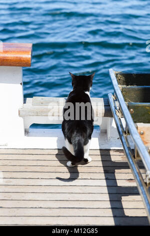 Die Katze auf dem Segelboot. Close Up, selektive konzentrieren. Traditionelle Schiff Katze leben auf dem Boot, Begleiter und mouser. Stockfoto