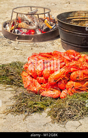 Hummer backen auf einem Maine Strand. Dutzende von frischen Hummer gedünstet in einem großen Topf auf einem Holzfeuer und drehte sich auf einem Bett von Algen. Sommer Tradition. Stockfoto